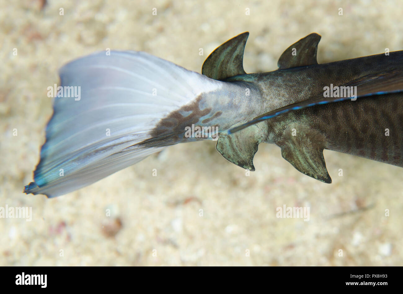 Palefin Unicornfish, Naso brevirostris, tail with spines on caudal peduncle, Night dive, Romeo site, Yilliet Island, Misool, Raja Ampat, Indonesia Stock Photo
