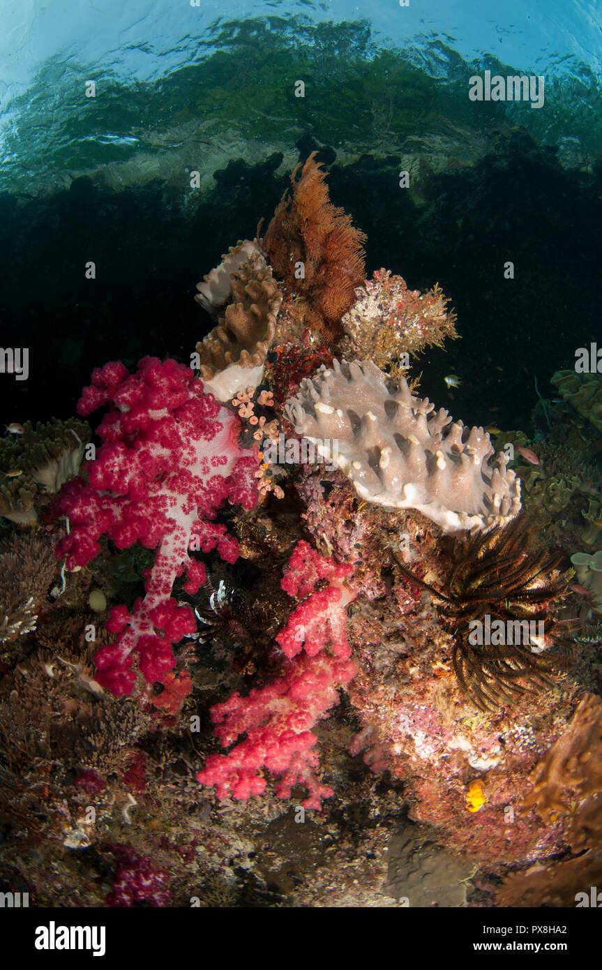 Soft Glomerate Tree Coral, Dendronephthya sp, Leather Coral, Lobophytum sp. Kerua Channel, Penemu Island, Raja Ampat, Indonesia Stock Photo