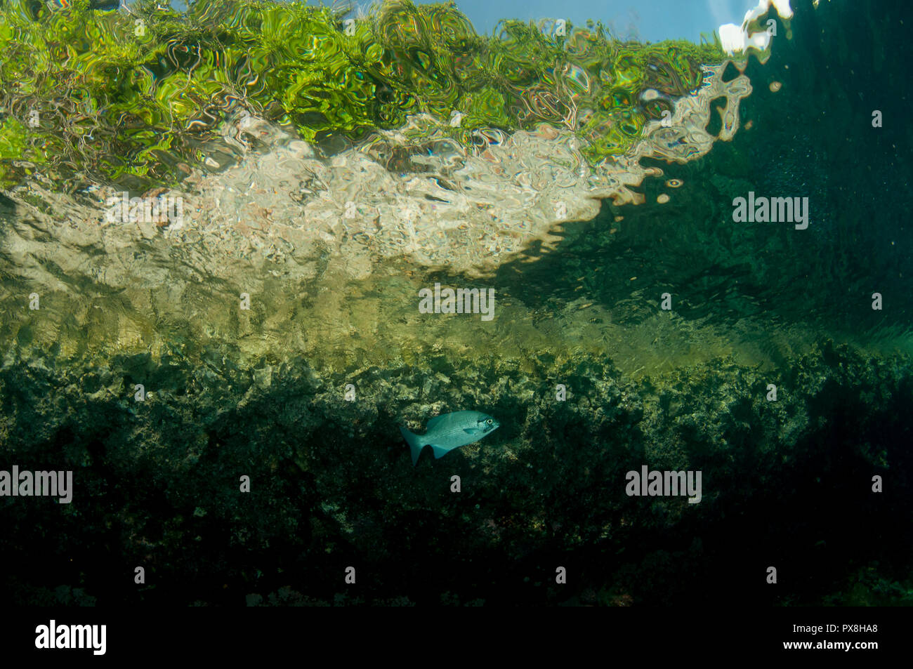Topsail Chub, Kyphosus cinerascens, with Isopod, Cymothoa sp, parasite with island in background, Kerua Channel, Penemu Island, Raja Ampat, Indonesia Stock Photo