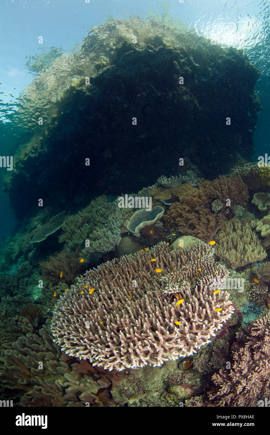 Staghorn Coral, Acropora robusta, with fish with island in background, Kerua Channel, Penemu Island, Raja Ampat, West Papua, Indonesia Stock Photo