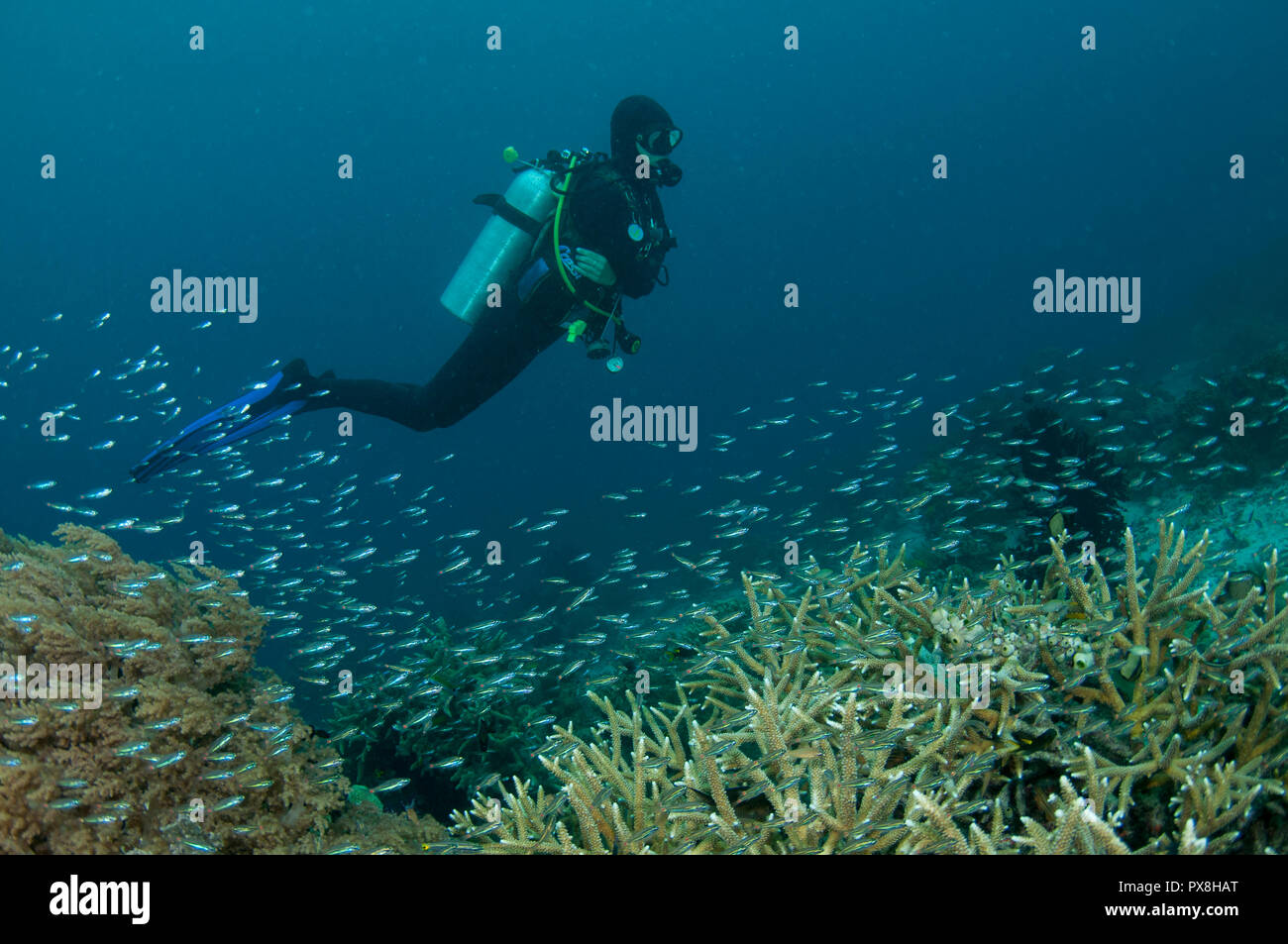 Diver, near school of fish by Staghorn Coral, Acropora sp, Citrus Reef site, Yanggefo Island, Dampier Strait, Raja Ampat, West Papua, Indonesia Stock Photo
