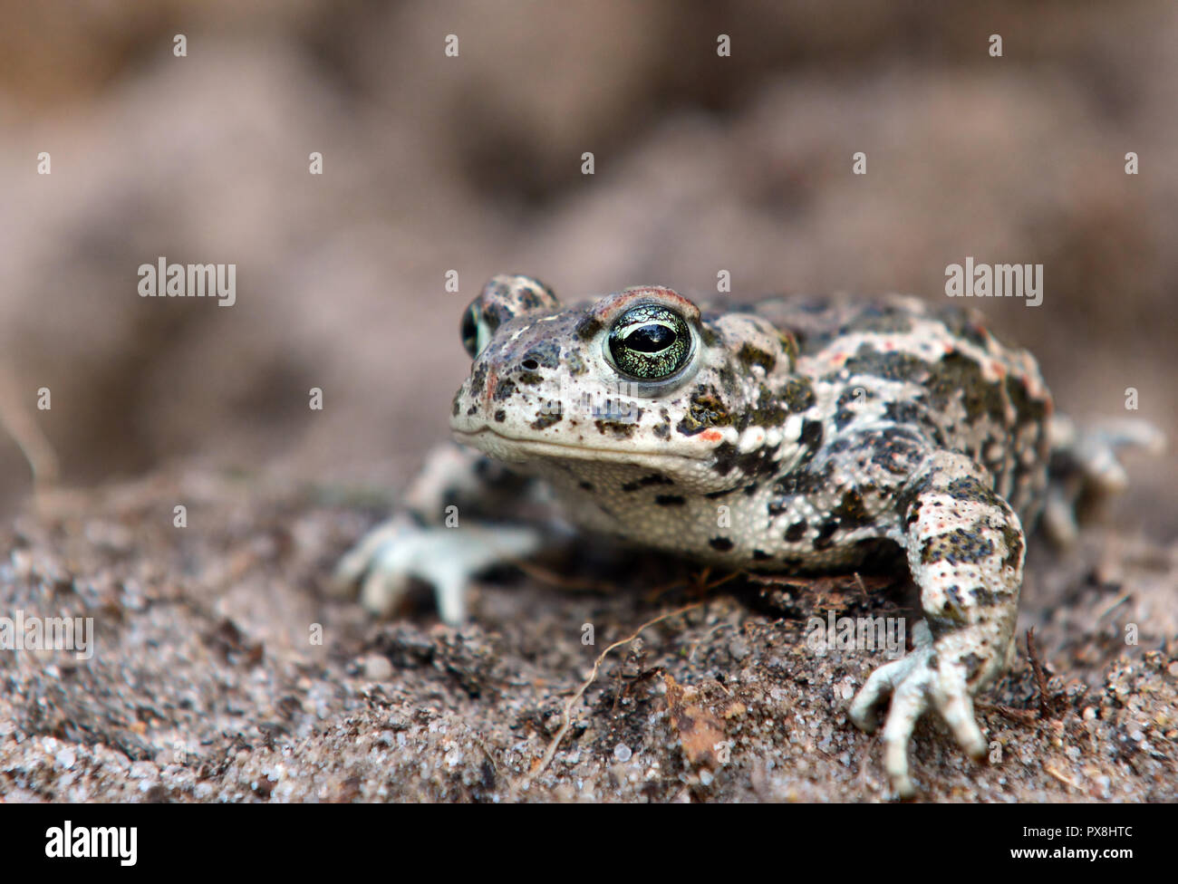 Endangered specie of toad - bufo calamita Stock Photo