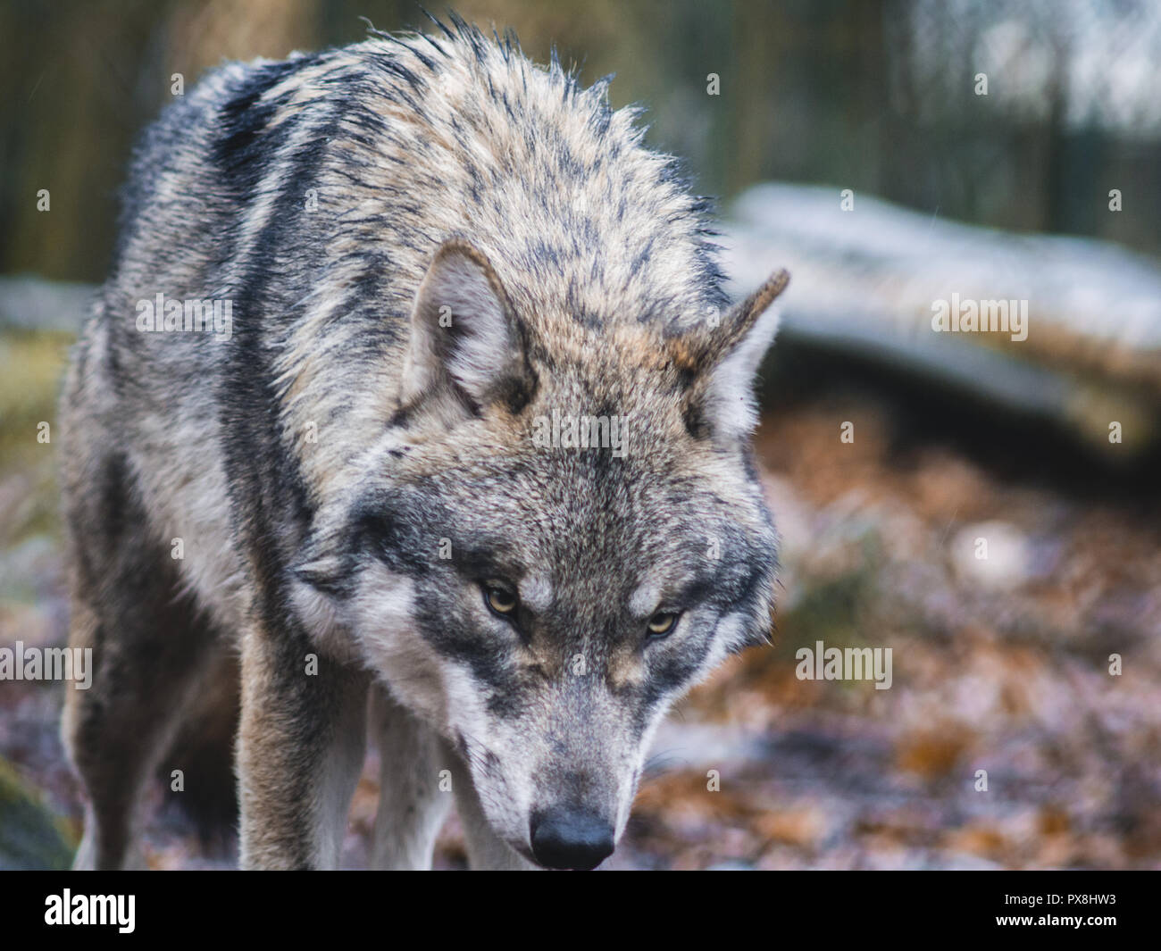 Grey Wolf in the woods in Thale, Germany Stock Photo - Alamy