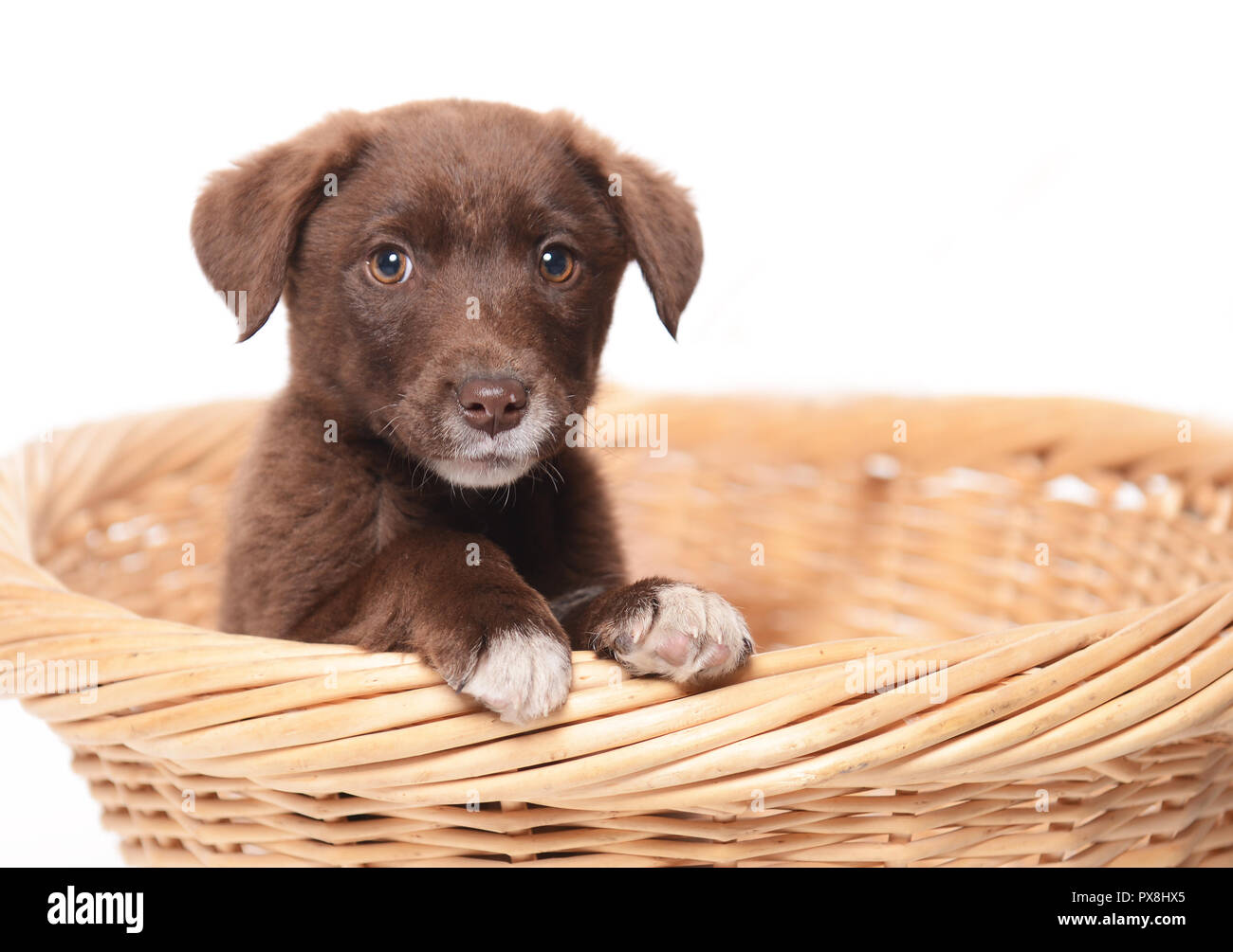 cute young dog in basket on white background Stock Photo - Alamy