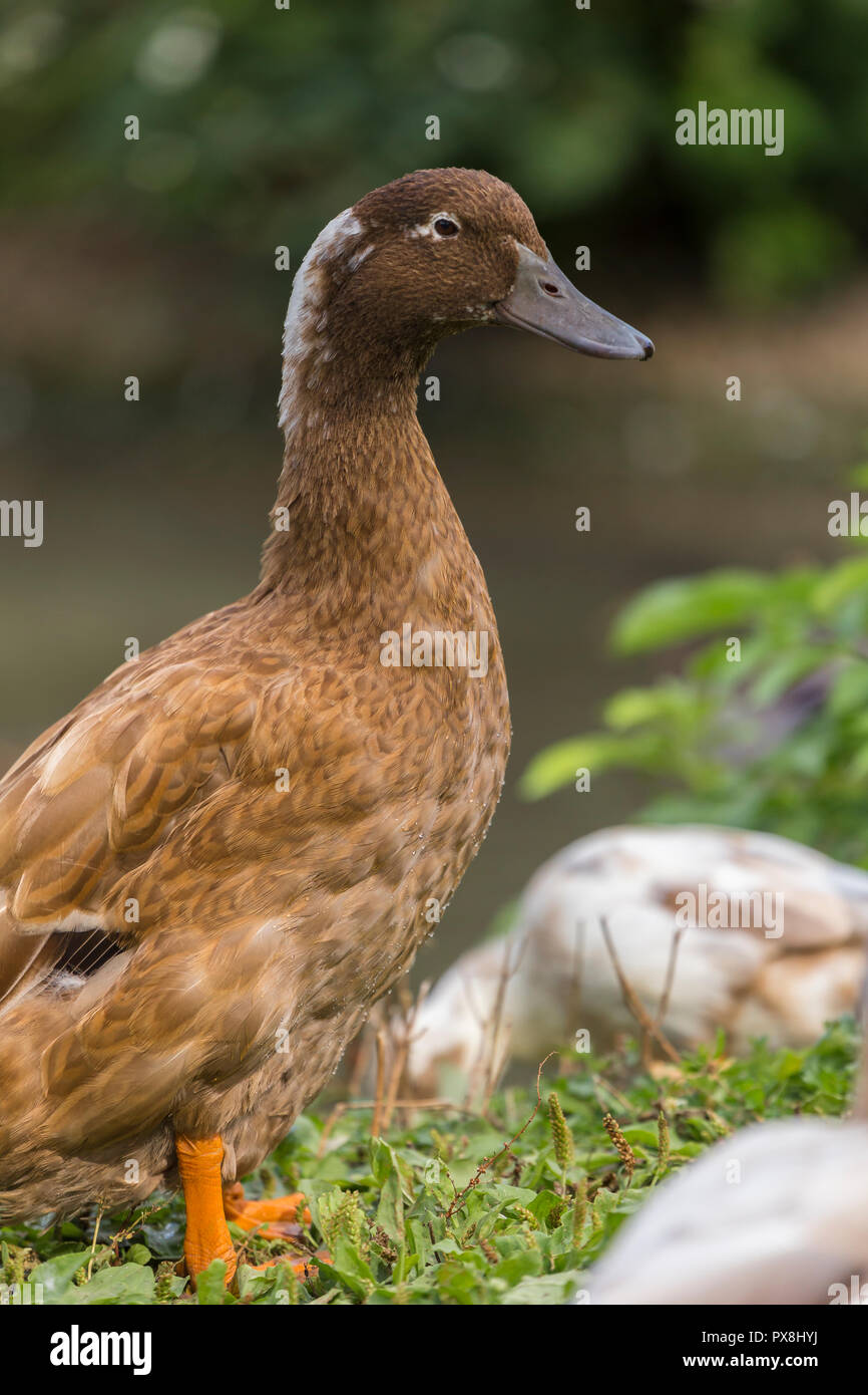 Indian Runner Duck at Slimbridge Stock Photo