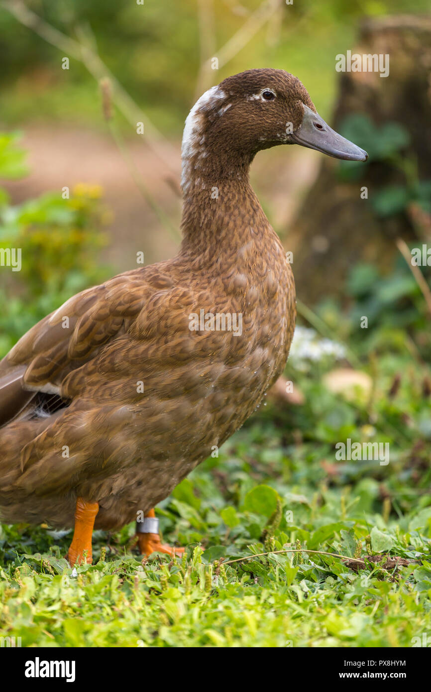 Indian Runner Duck at Slimbridge Stock Photo