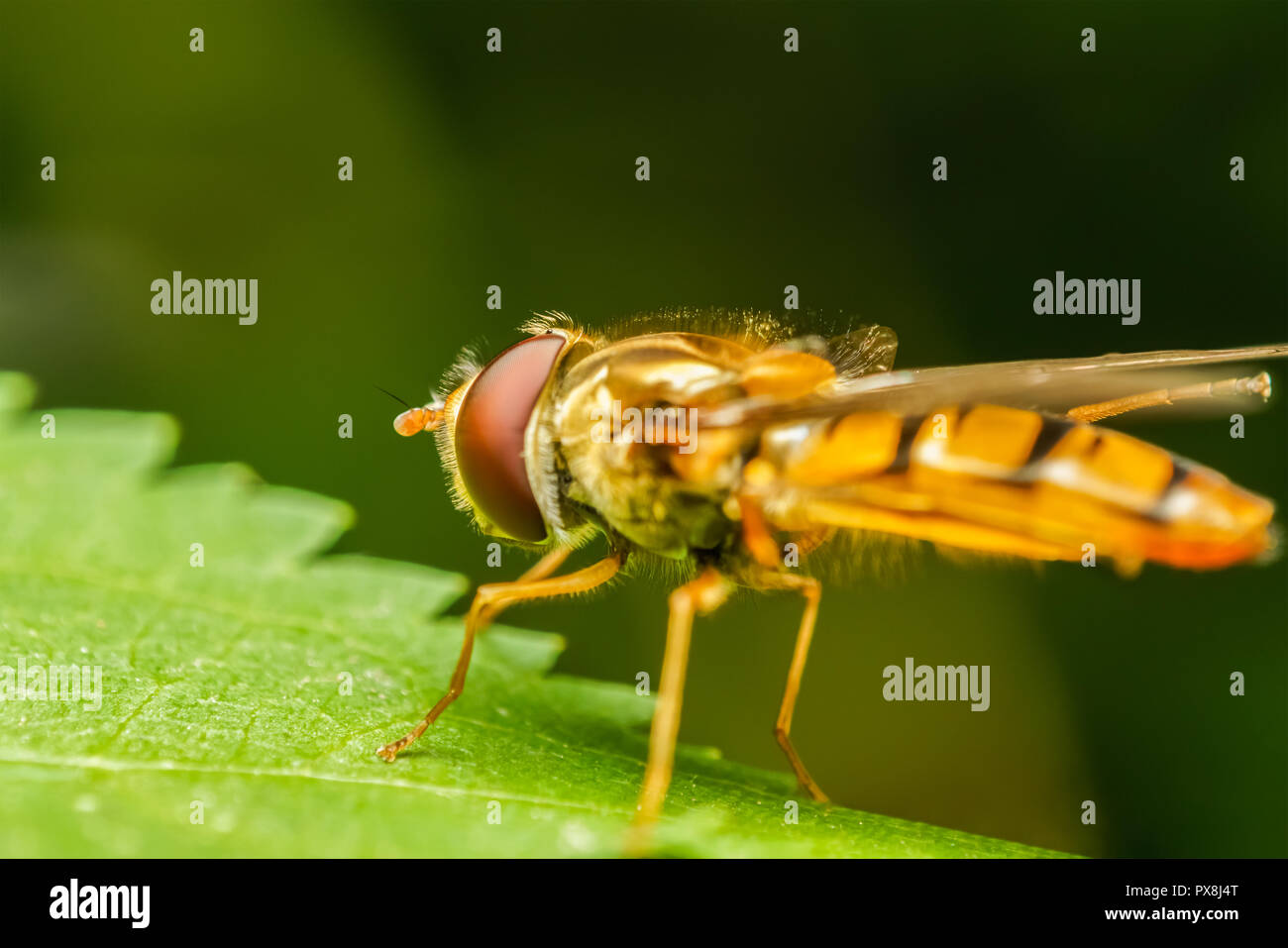 Mimetic insect hi-res stock photography and images - Alamy