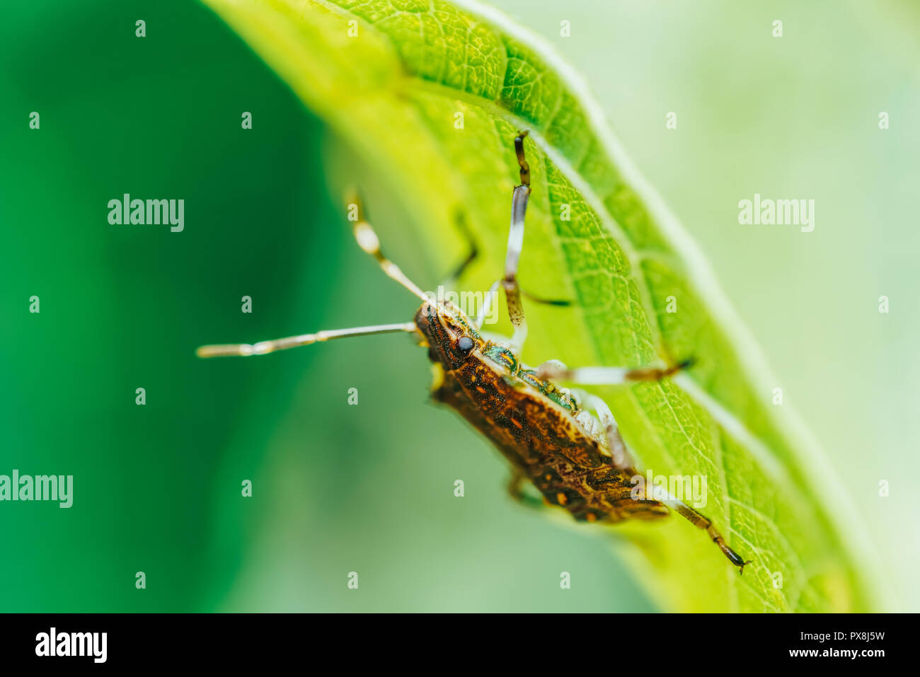 Shield Bug Macro In Garden Stock Photo