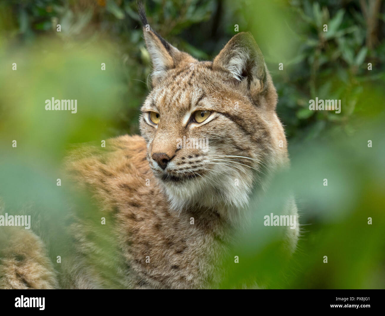 Eurasian lynx (Lynx lynx) Captive photograph Stock Photo