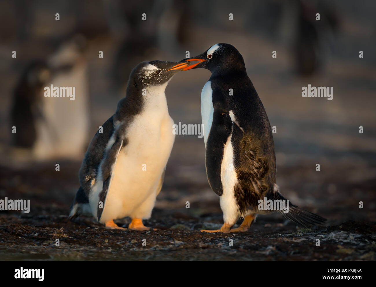 Gentoo penguin feeding its molting chick with regurgitated food
