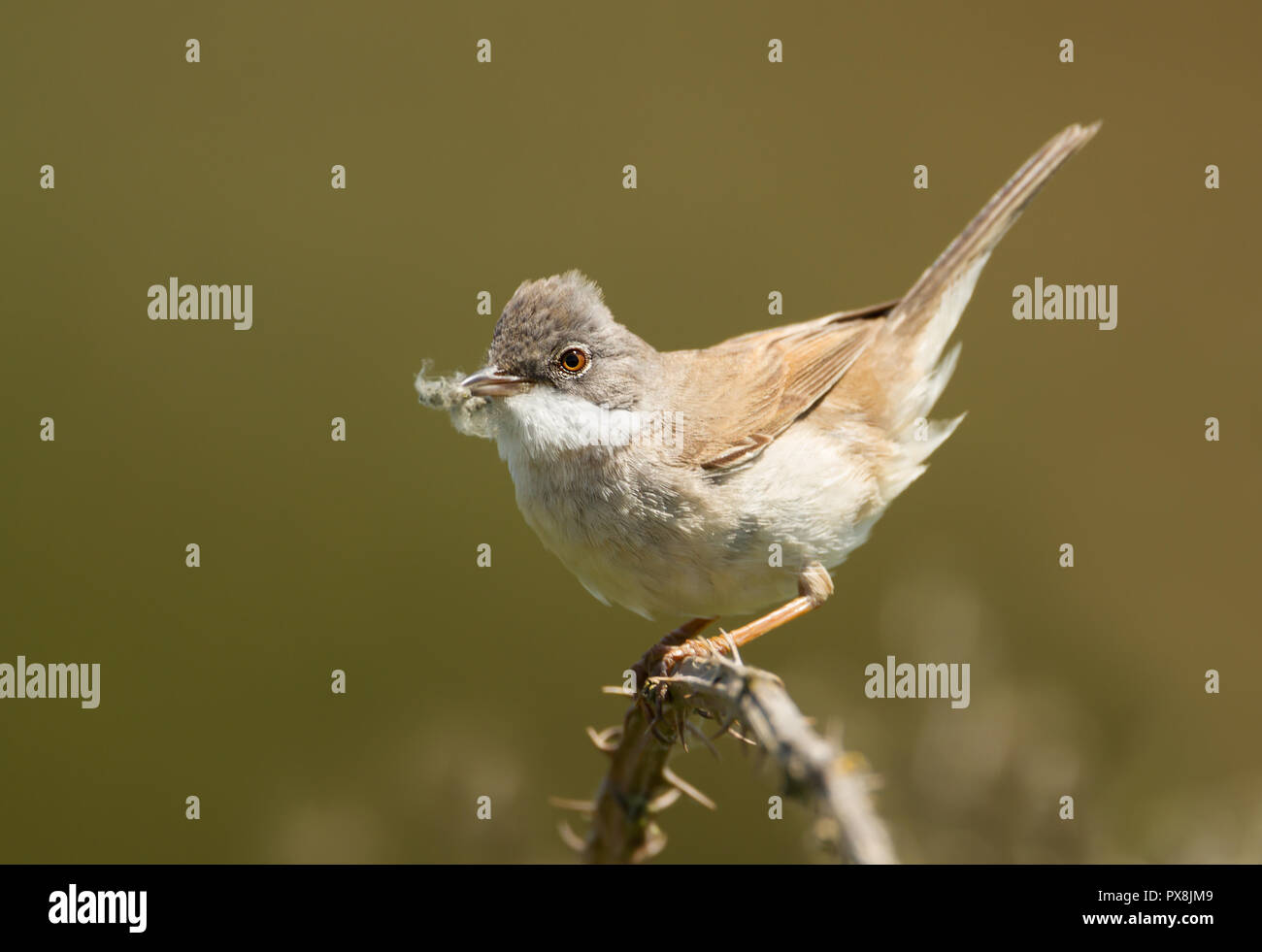 Close up of Common Whitethroat (Sylvia communis) with nesting material in the beak, spring, UK. Stock Photo