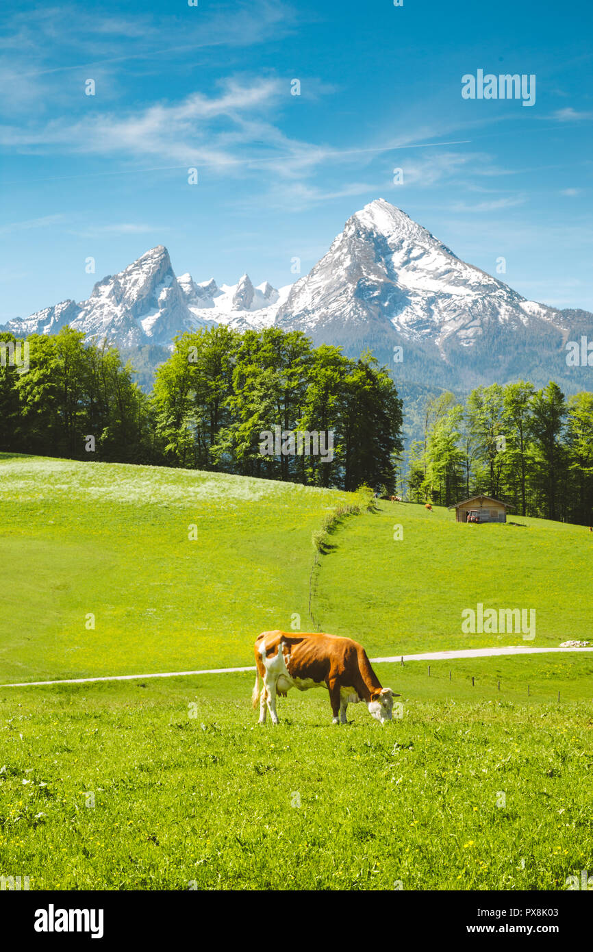 Idyllic summer landscape in the Alps with cow grazing on fresh green mountain pastures and snow capped mountain tops in the background Stock Photo