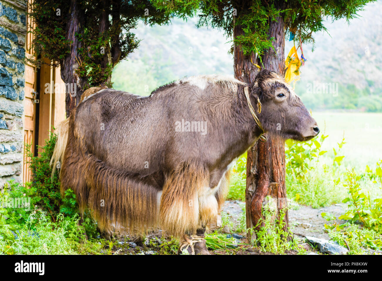 Long haired yak hires stock photography and images Alamy