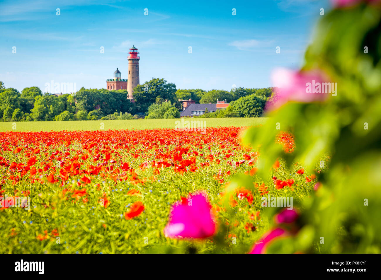 Beautiful view of Kap Arkona lighthouse with a field of blooming red poppy flowers in summer, island of Rügen, Ostsee, Germany Stock Photo