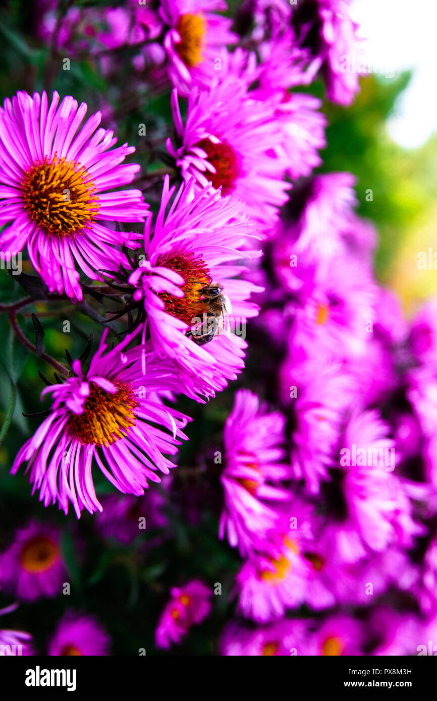 Honey bee pollinating a osteospermum jucundum flower (pink daisy) Stock Photo