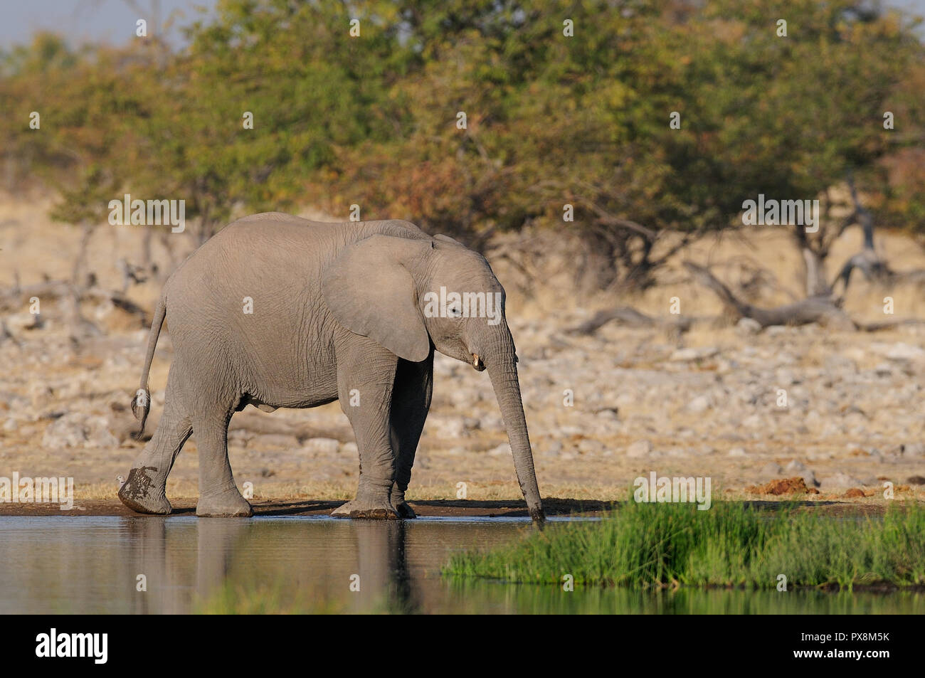 African elephant drinking water at the waterhole, etosha nationalpark, namibia, (loxodonta africana) Stock Photo