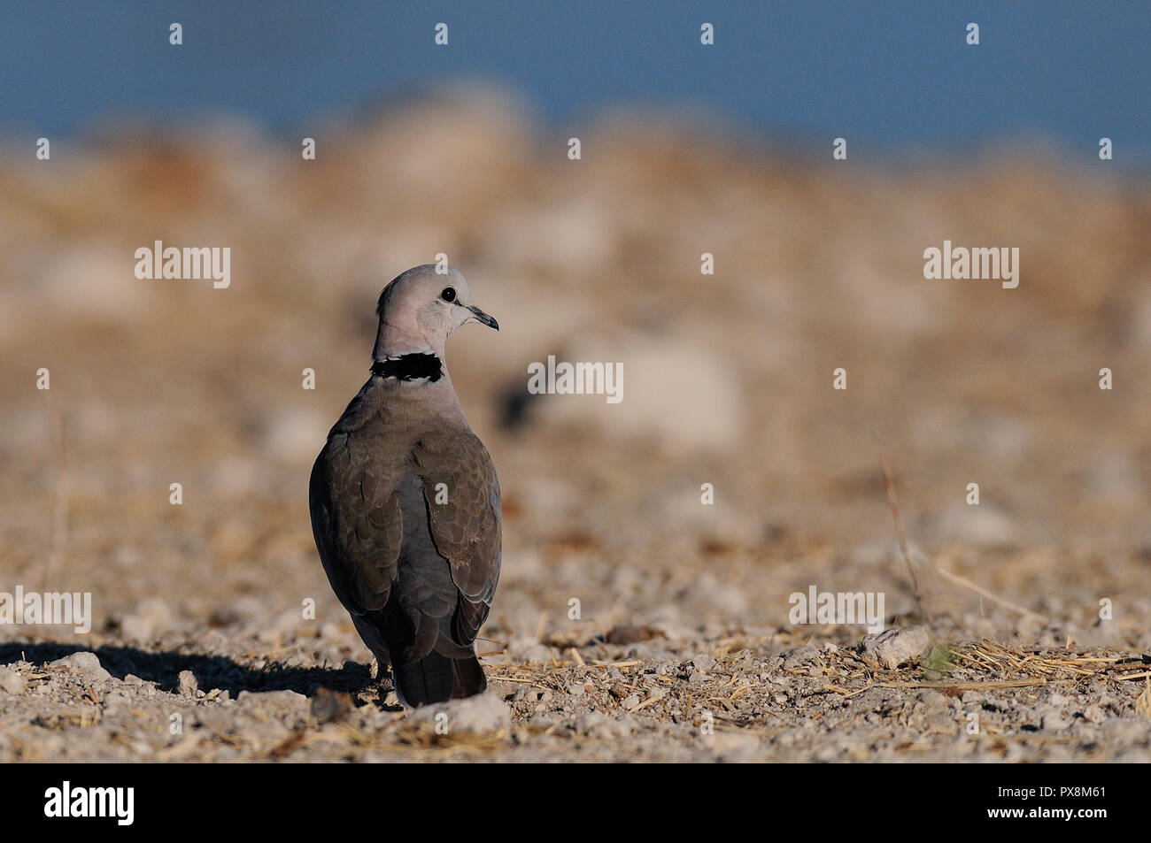 Cape turtle dove is looking, etosha nationalpark, namibia,(streptopelia ...