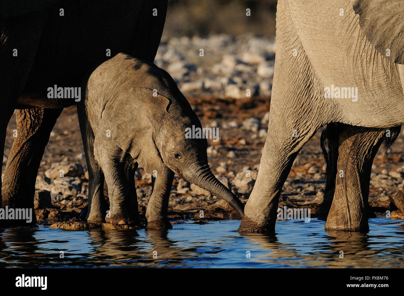 African elephant calf drink water, etosha nationalpark, namibia, (loxodonta africana) Stock Photo