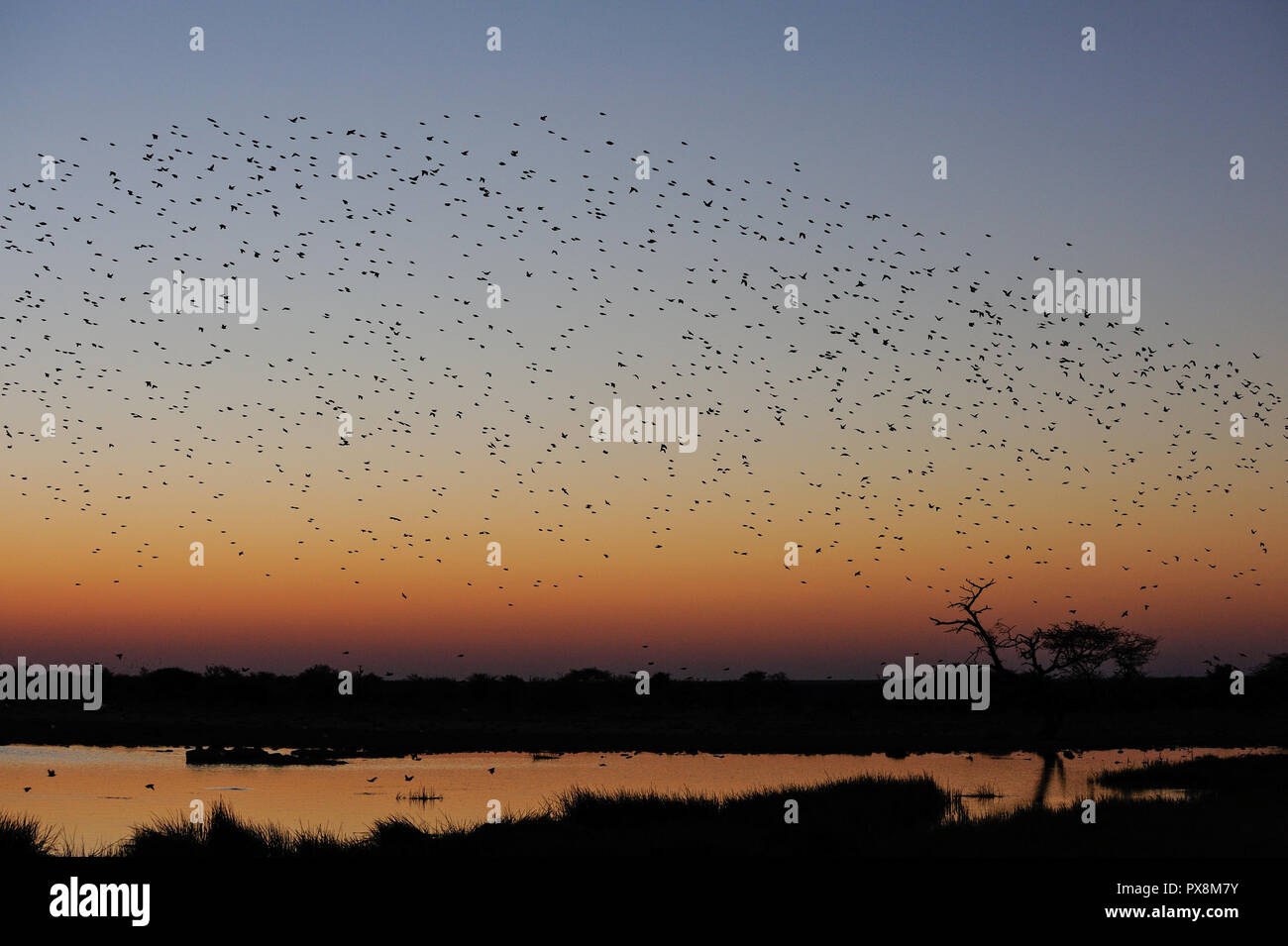 Redbilled quelea swarm at sunset, silhouette, (quelea quelea), etosha nationalpark, namibia Stock Photo