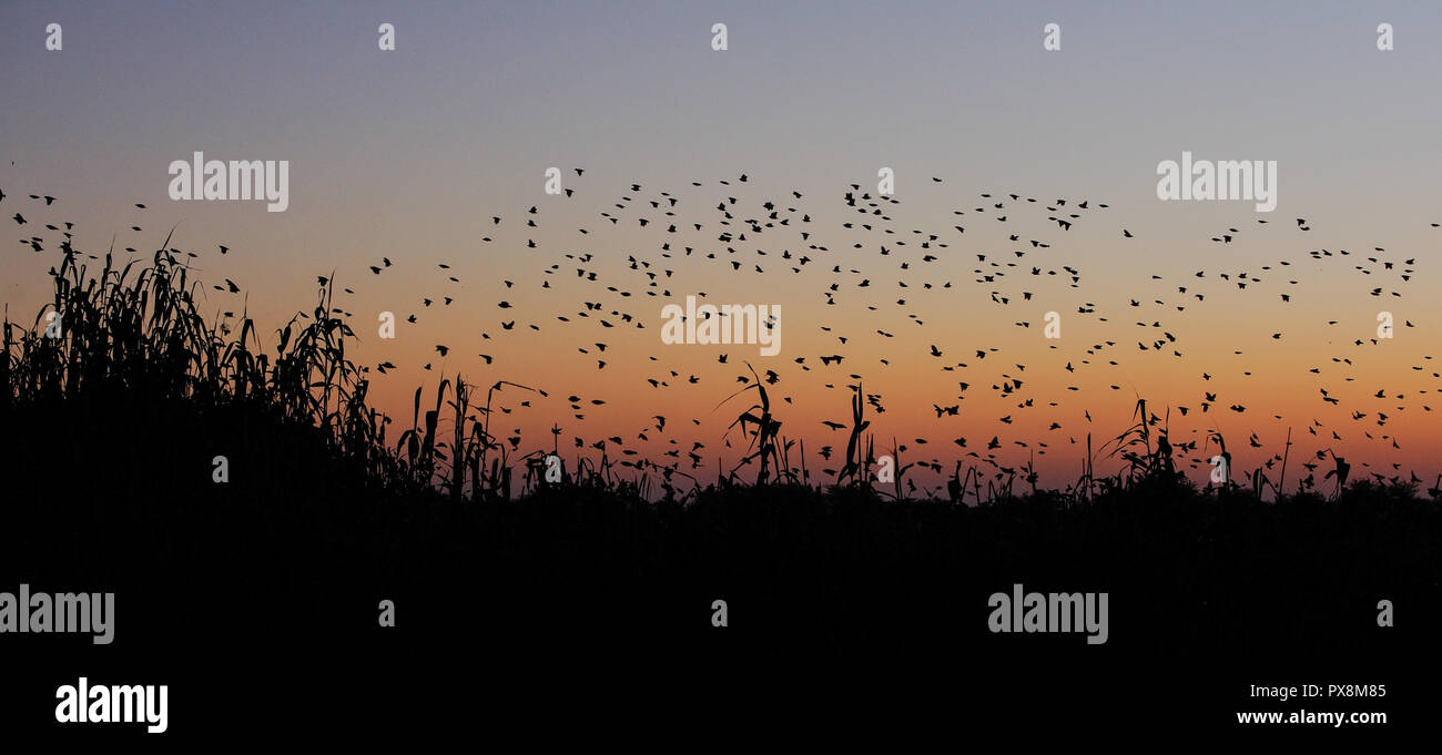 Redbilled quelea swarm flying at the sunset sky, silhouette, (quelea quelea), etosha nationalpark, namibia Stock Photo
