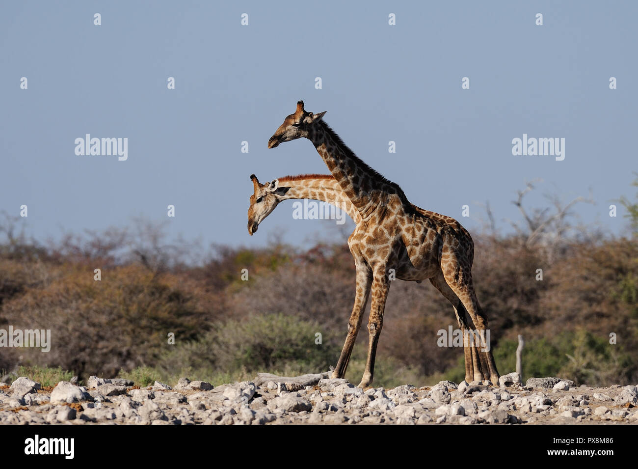 Giraffe are fighting with a rival, etosha nationalpark, namibia, (giraffa camelopardalis) Stock Photo