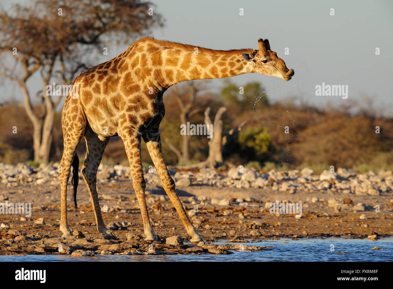 Drink giraffe Stock Vector Images - Alamy