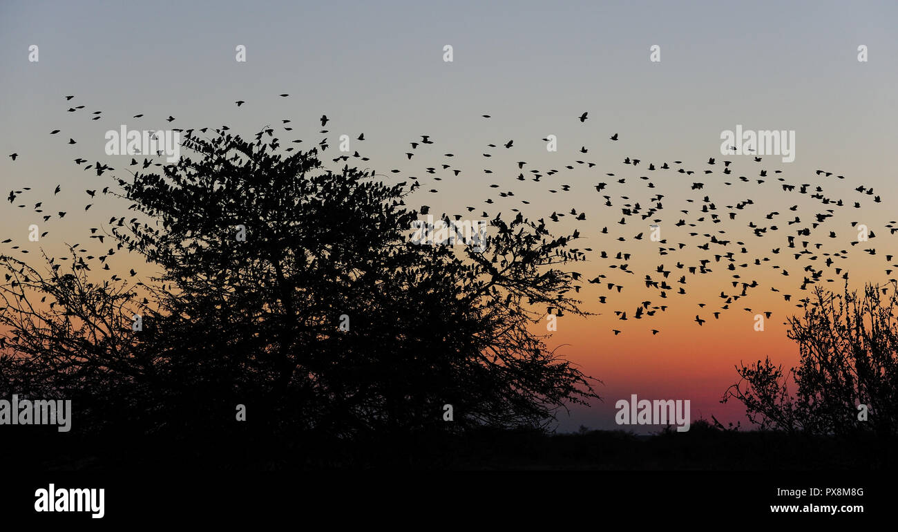 Redbilled quelea swarm flying in the sunset sky, (quelea quelea), etosha nationalpark, namibia Stock Photo