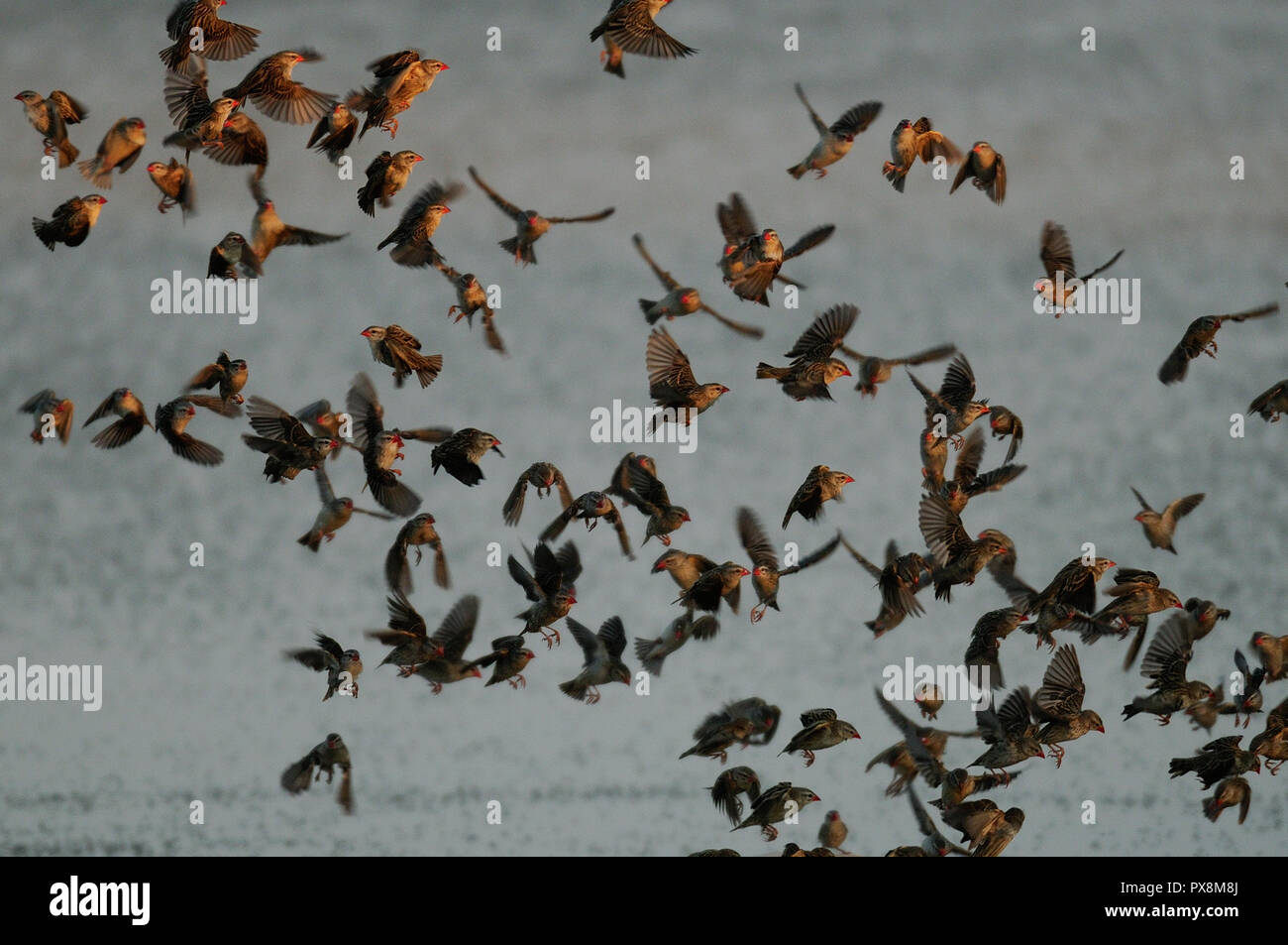 Redbilled quelea swarm fly up from the waterhole, (quelea quelea), etosha nationalpark, namibia Stock Photo