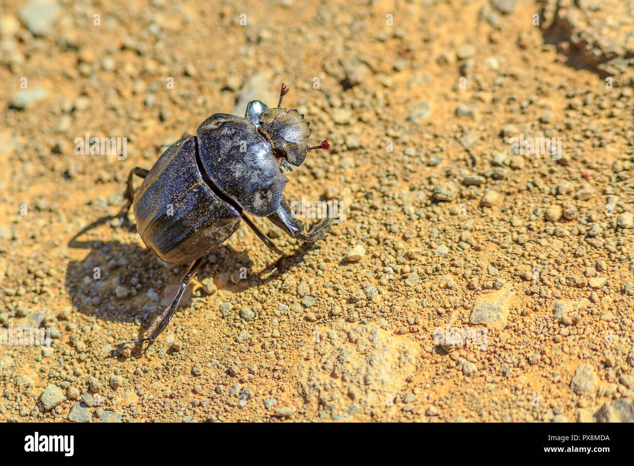 Closeup of one dung beetle while walking on arid land in natural habitat, South Africa. Blurred background. Stock Photo