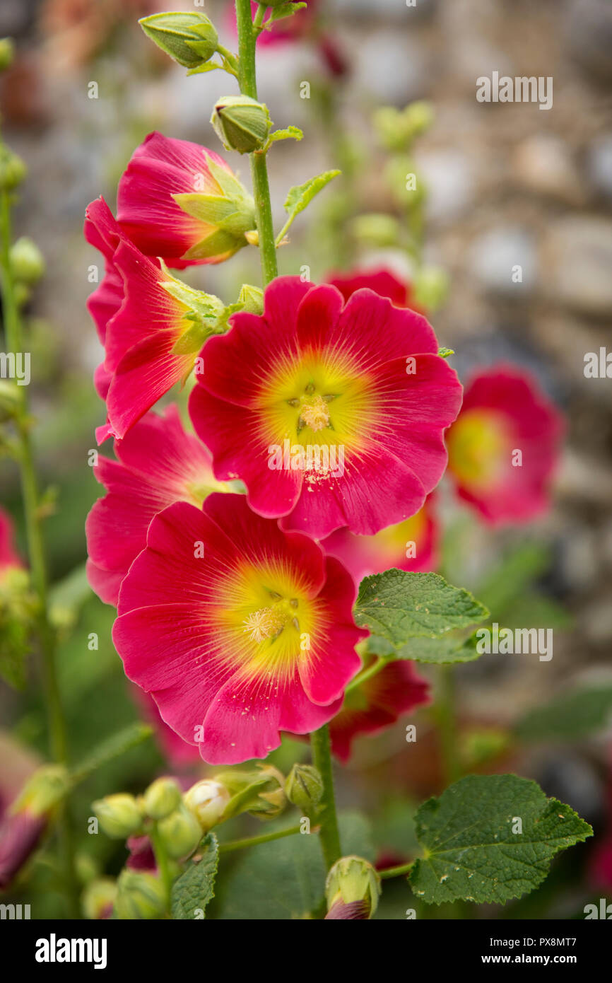 An abundance of summer Hollyhock flowers at Cley Next the Sea, Norfolk, England Stock Photo
