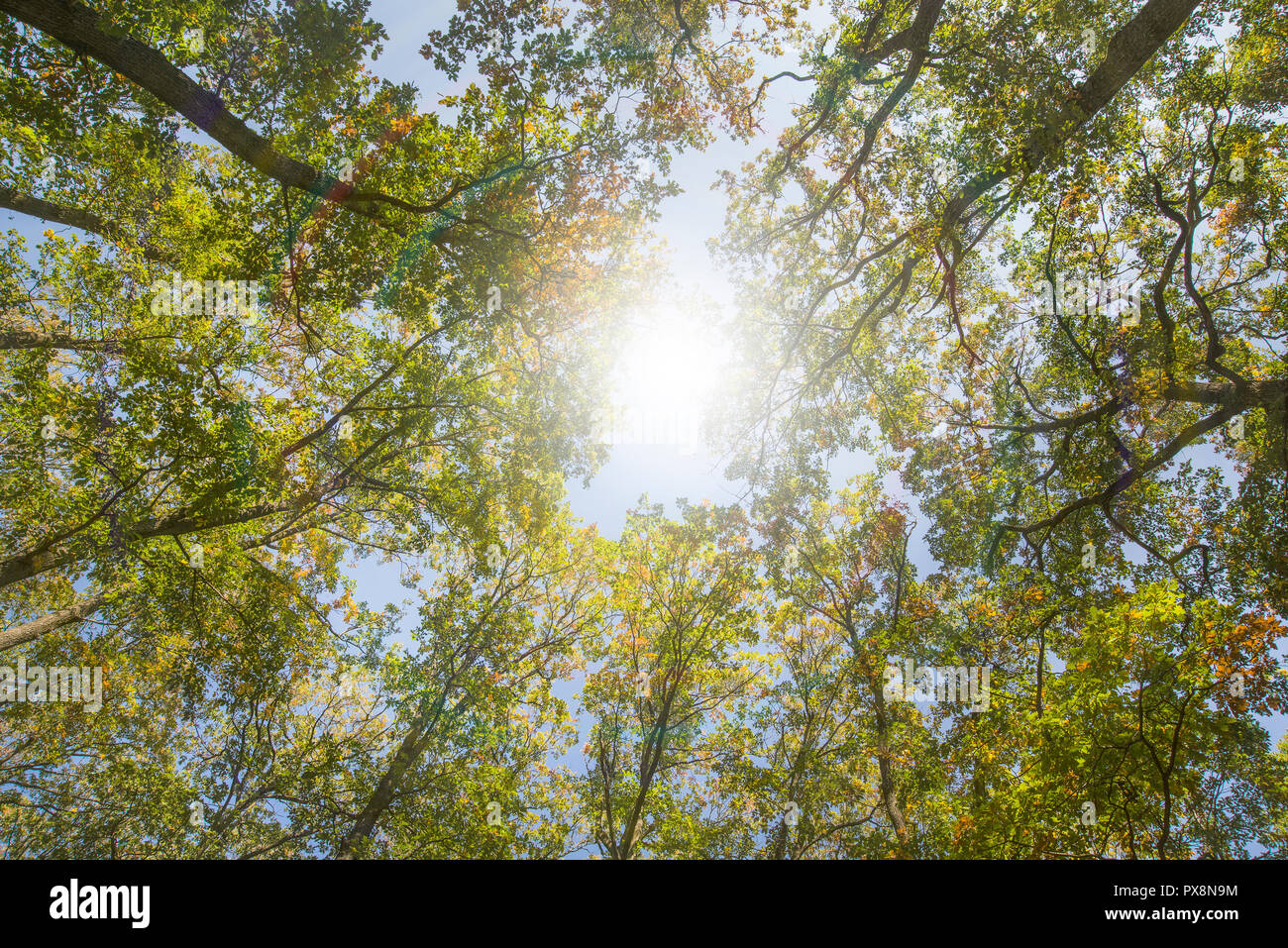 Sun through trees looking up hires stock photography and images Alamy