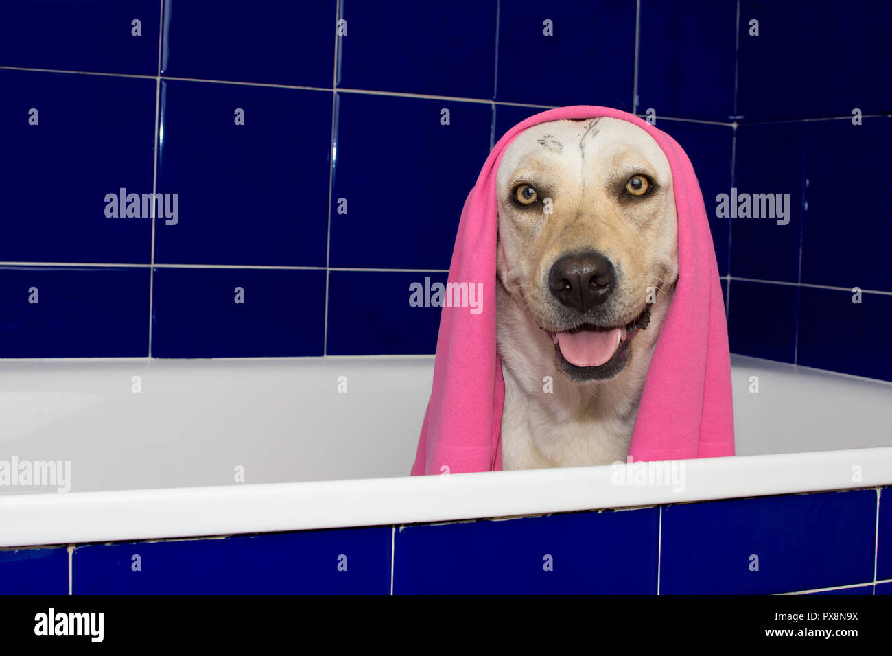 dog bath towel wrap
