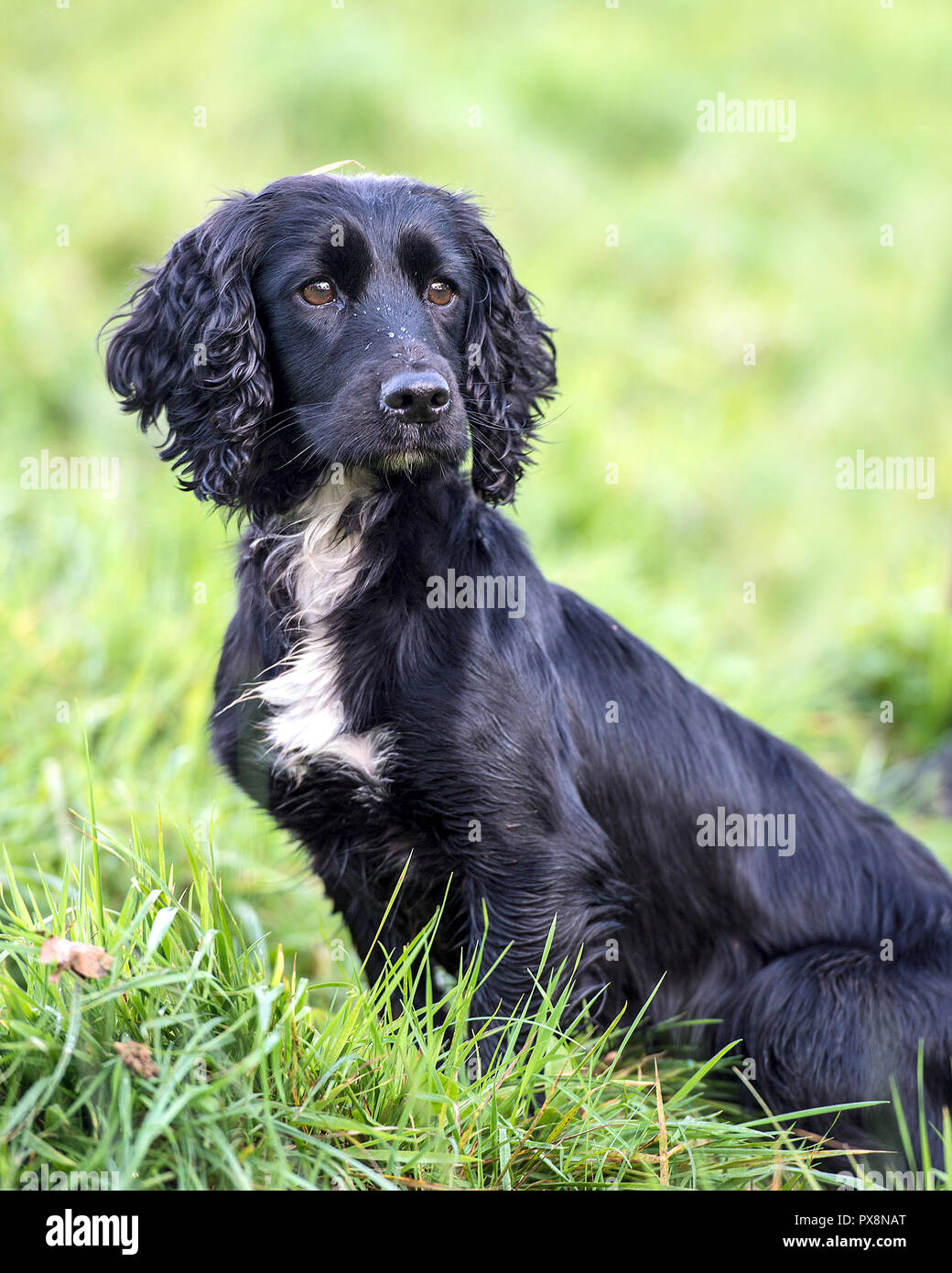 black and white working cocker spaniel