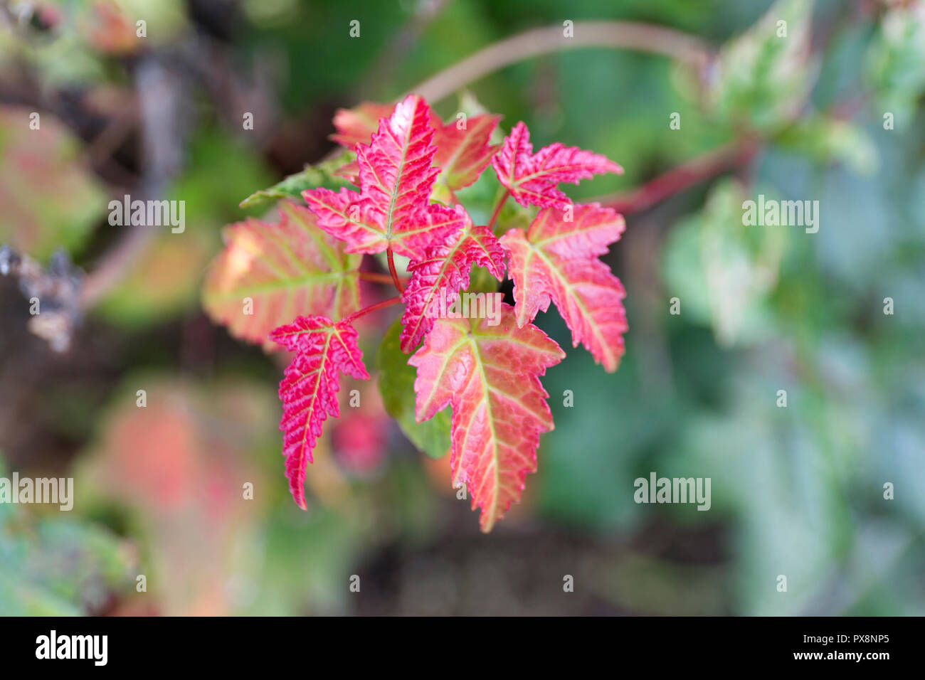 Background purple maple leaf hi-res stock photography and images - Alamy