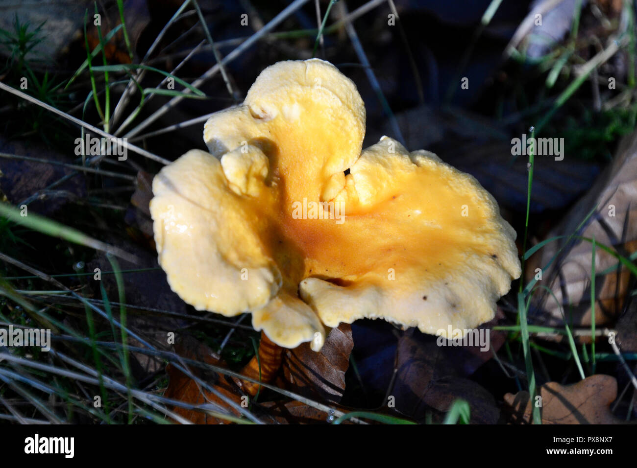 Chanterelle fungi (Cantharellus cibarius) found on a fungi forage walk in Hampden woodland. Buckinghamshire Chilterns, England, UK Stock Photo
