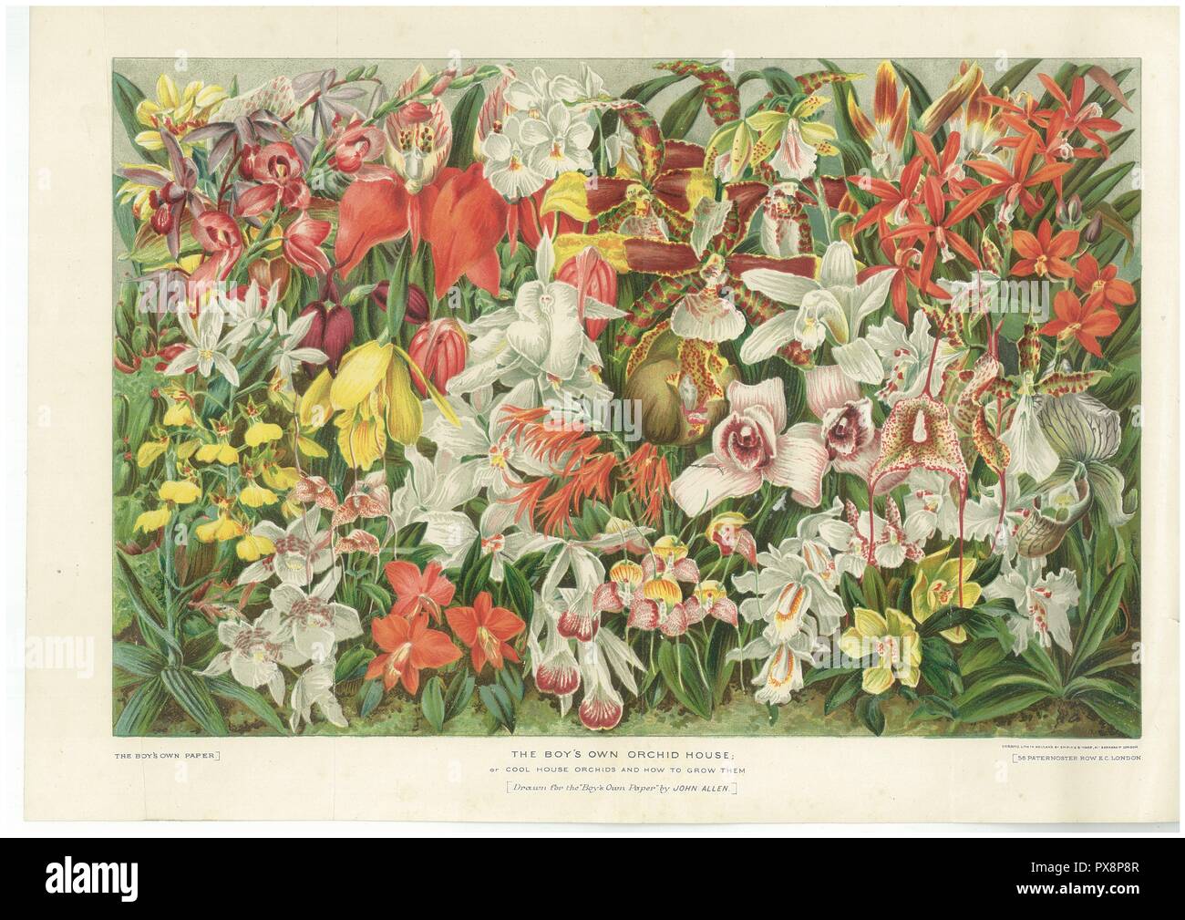 The Boy's Own Paper  Orchids 1912 Stock Photo