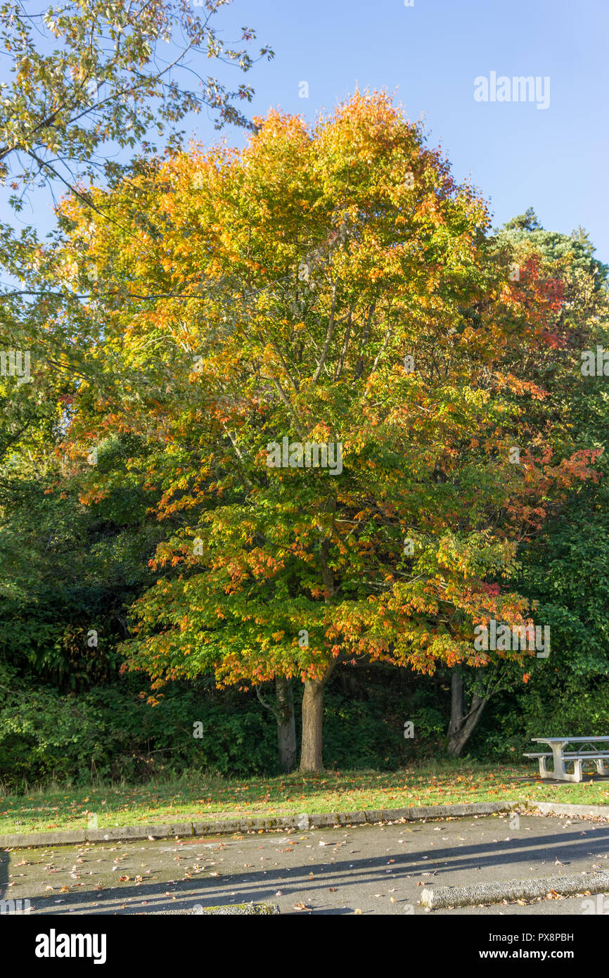 A view of a beautiful tree with autumn leaves at Saltwater State Park in Des Moines, Washington