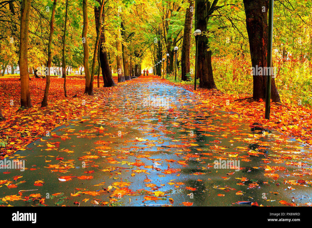 Autumn Colorful Landscape Autumn Trees With Yellow Foliage And Autumn Leaves On The Wet Asphalt Road In Park Autumn Alley After Rain Stock Photo Alamy