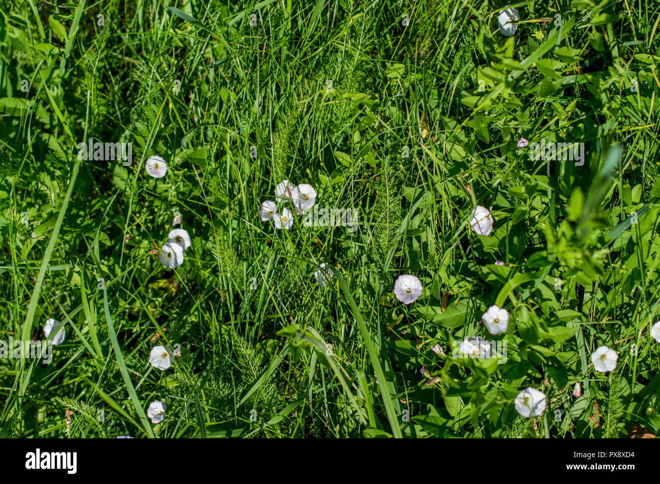 Convolvulus of the field (Convolvulus arvensis). White flowers loach. Summer. Stock Photo