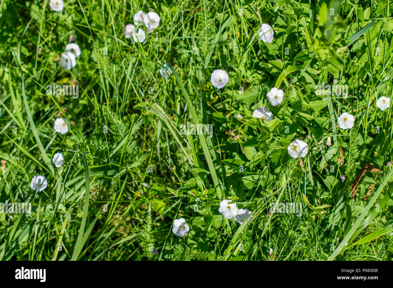 Convolvulus of the field (Convolvulus arvensis). White flowers loach. Summer. Stock Photo