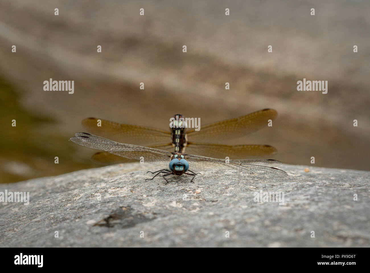 approach to two dragonflies that are mating on a stone Stock Photo - Alamy