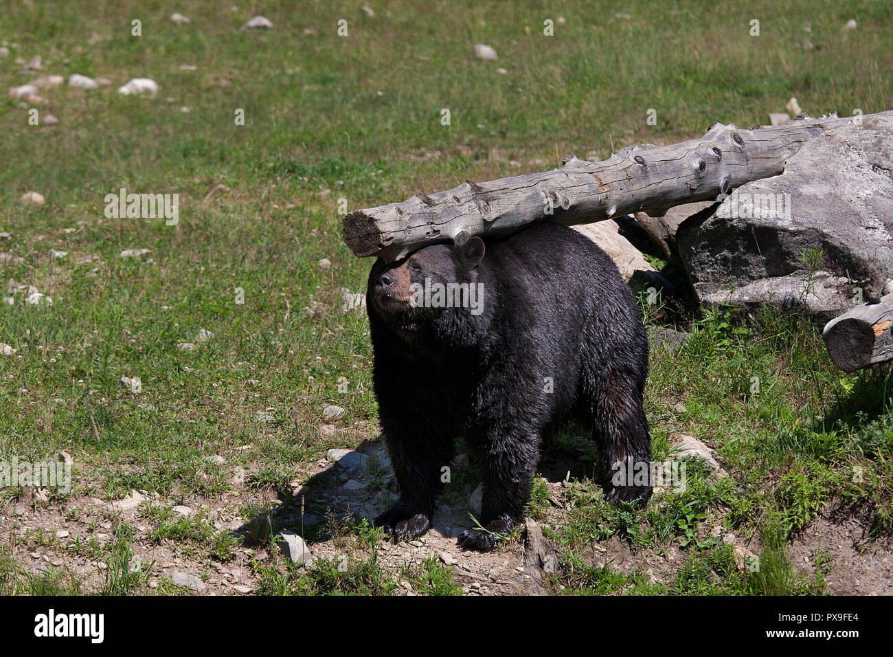 Bear scratching on tree hires stock photography and images Alamy
