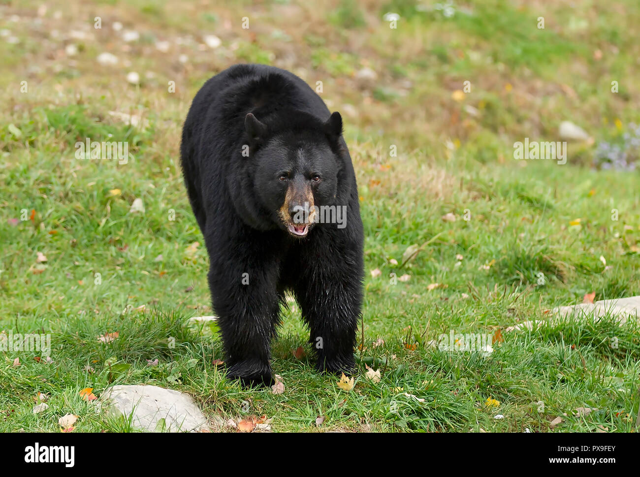Black bear walking in nature hi-res stock photography and images - Alamy