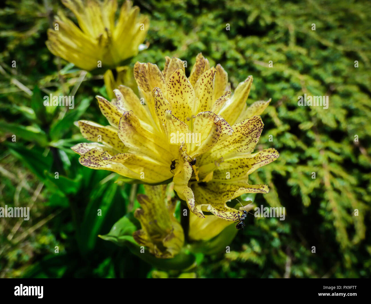 yellow flowers of Gentiana punctata Stock Photo