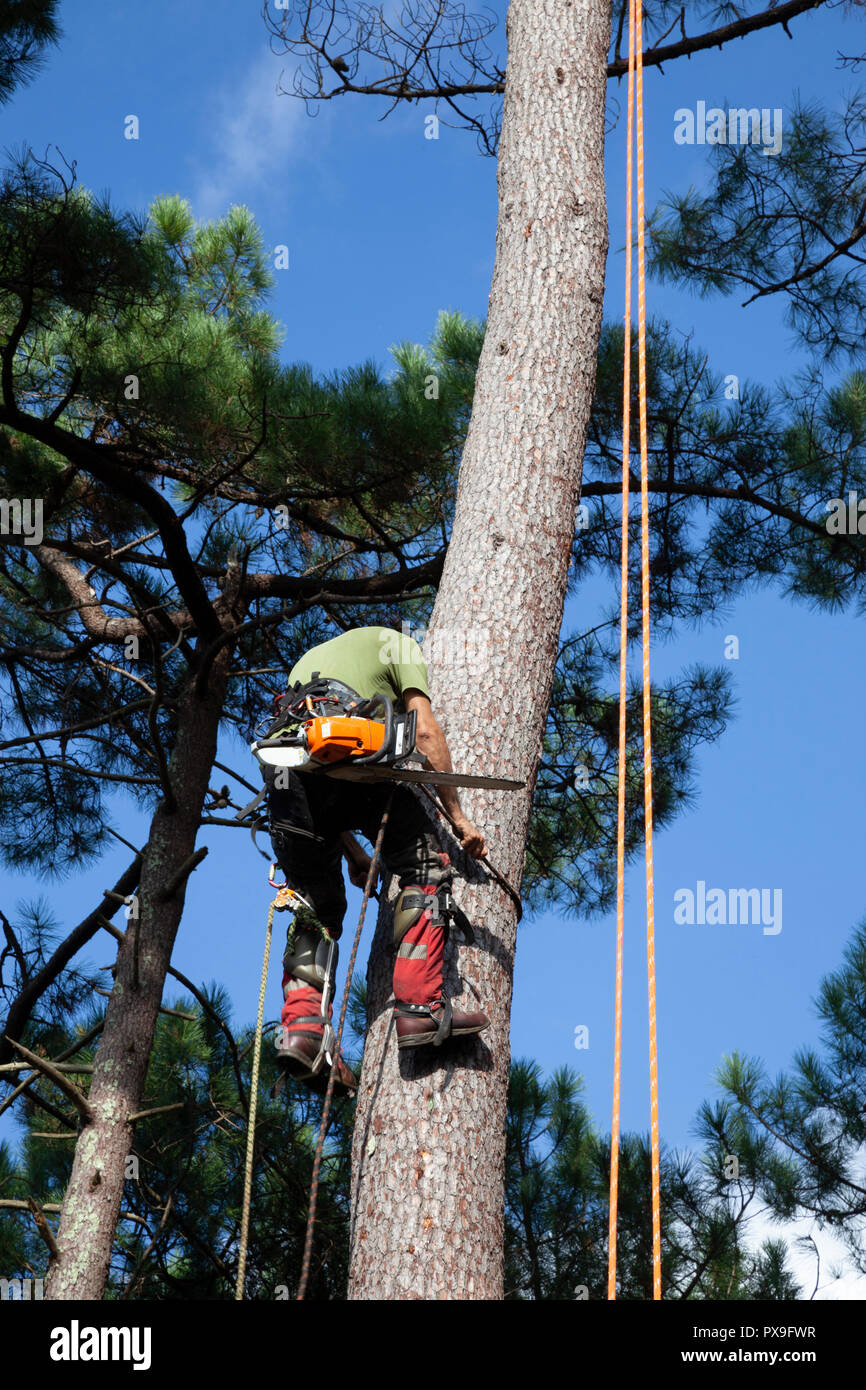 Professional woodcutter into action near a house. The felling of high pine trees necessitates at first the pruning of their branches and then the cutt Stock Photo