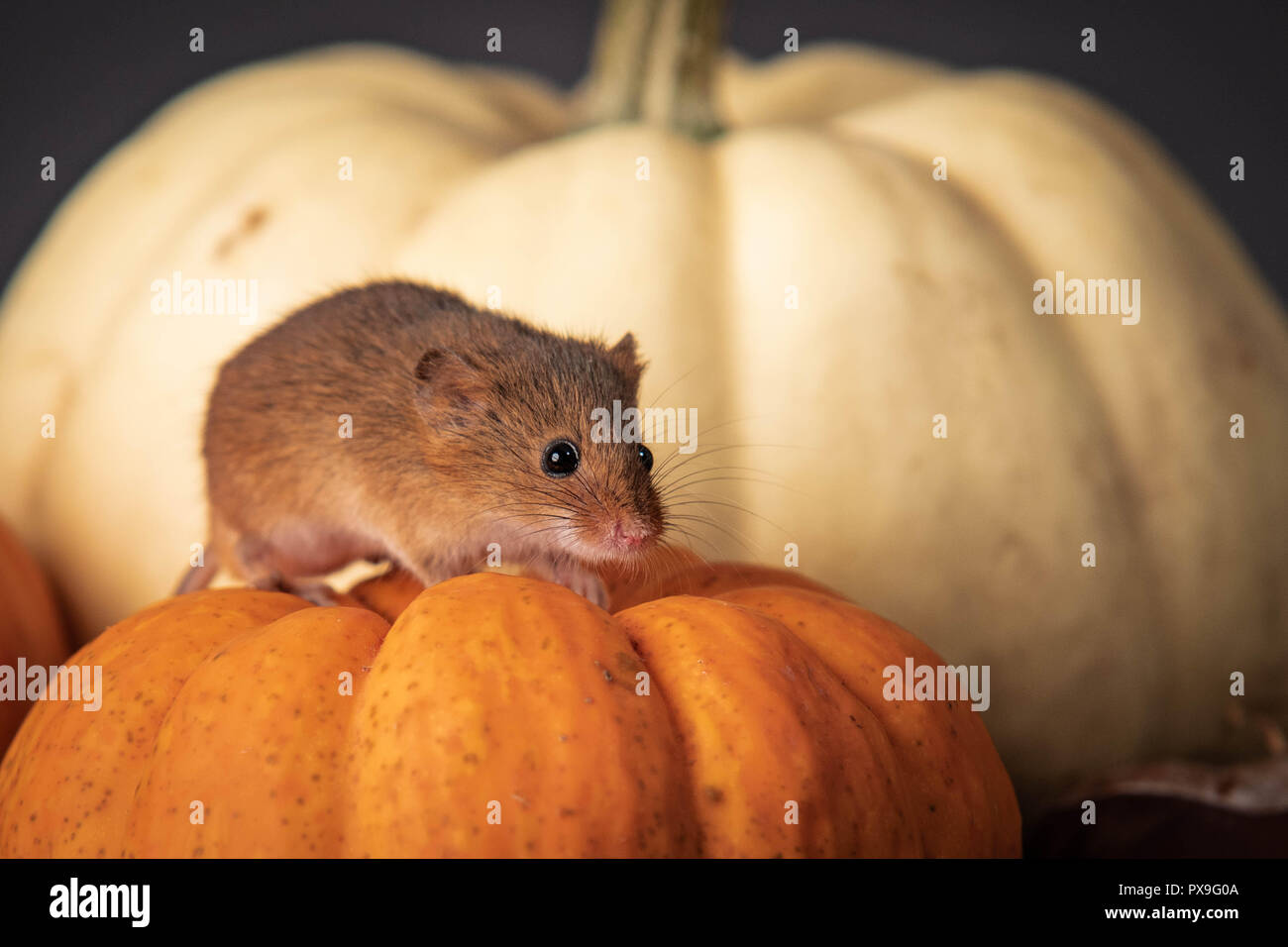 Fieldmouse hi-res stock photography and images - Alamy