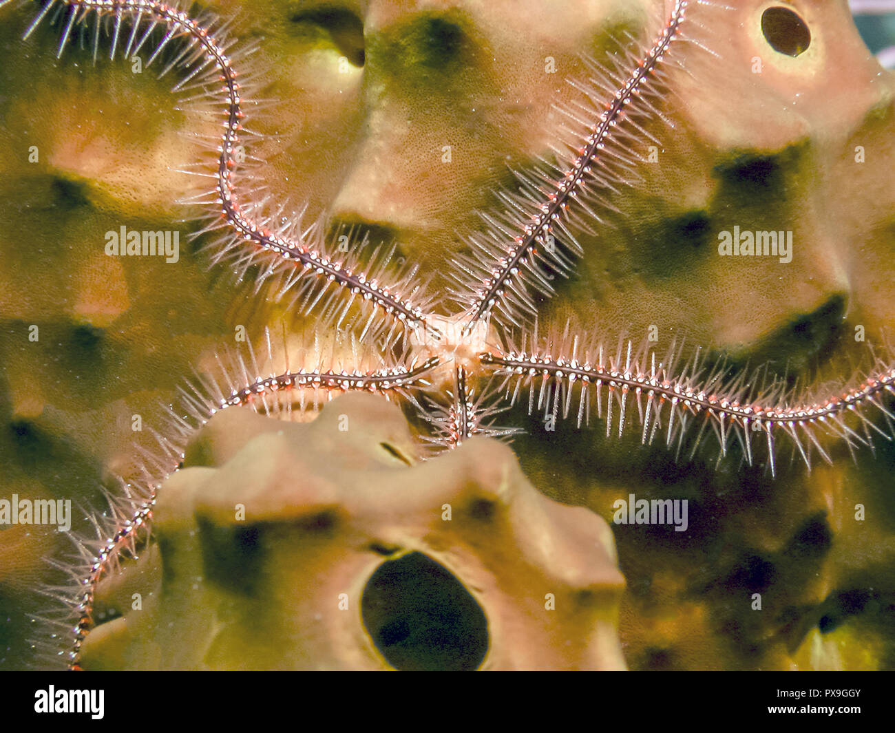 Common brittle star hires stock photography and images Alamy