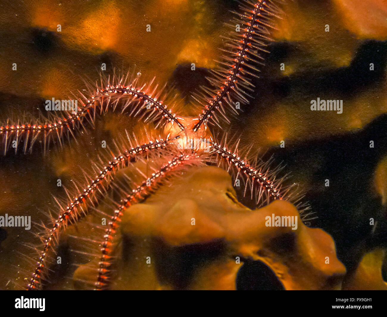 Starfish sponge bristle star hires stock photography and images Alamy