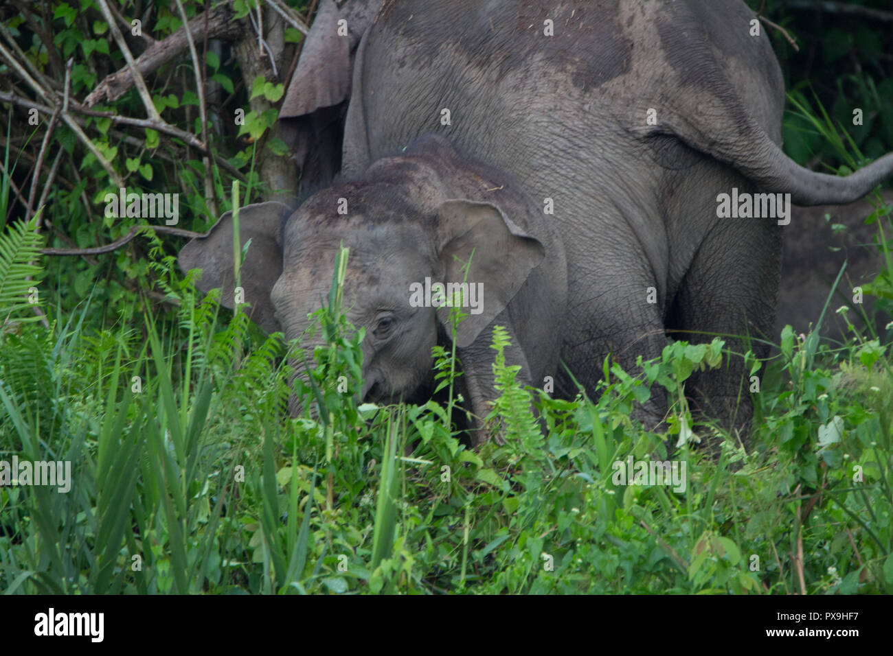 Herd of Borneo Pygmy Elephants feeding on Kingabatangan river bank. Female throwing dirt onto her back to cool off. Stock Photo
