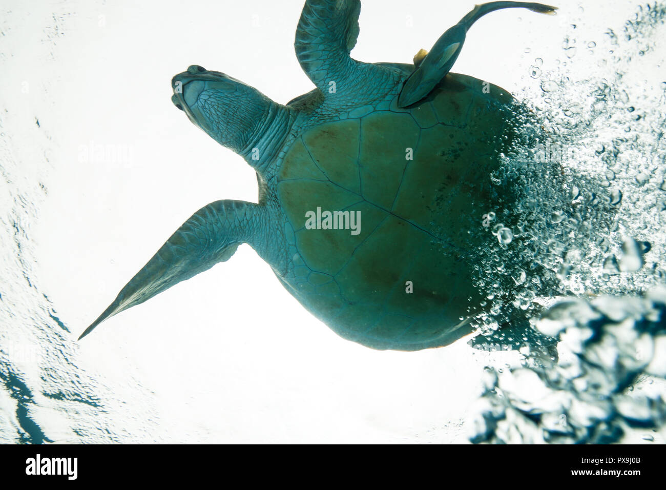 Sea Turtle at the Red Sea Egypt Stock Photo - Alamy